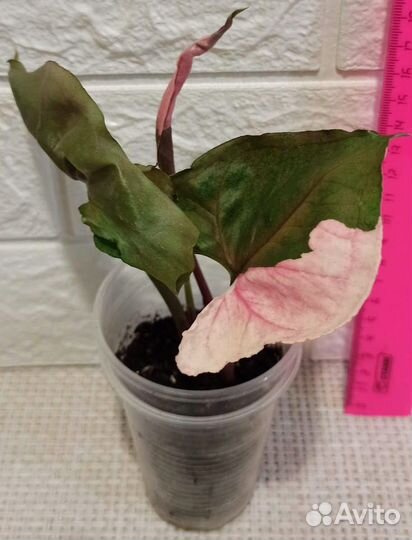 Сингониум Клубничный лёд