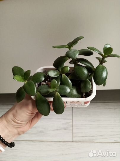 Фуксия, опунция, крассула