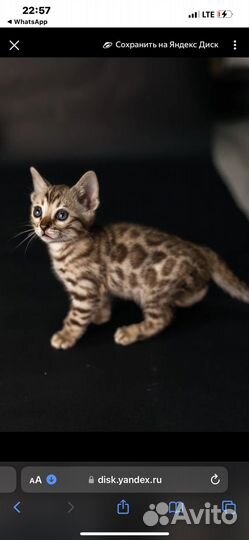 Бенгальская кошка