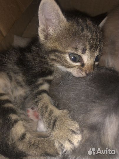 Котята в добрые руки