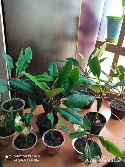 Молочай гребенчатый