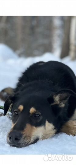 Умная собака в добрые руки