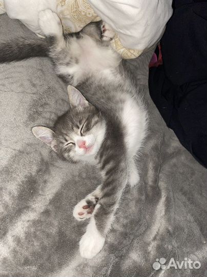 Котята в добрые руки даром