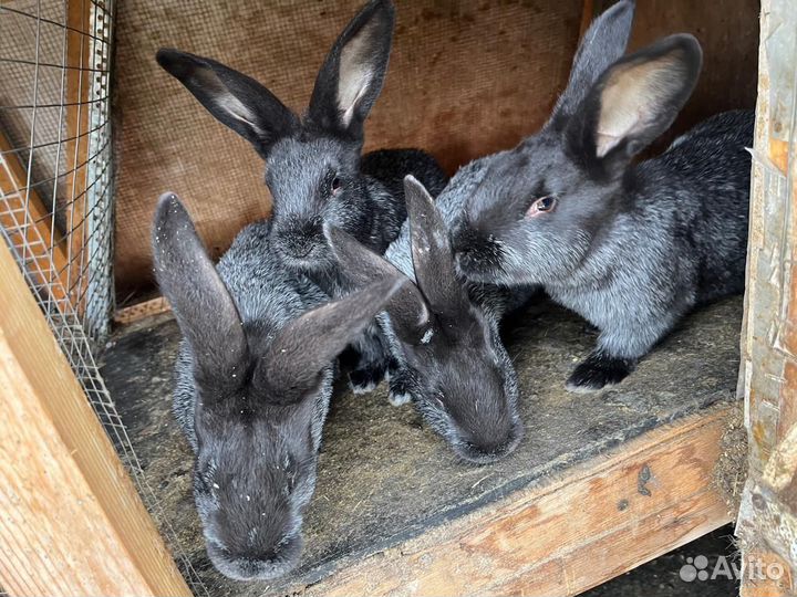 Кролик Полтавское серебро