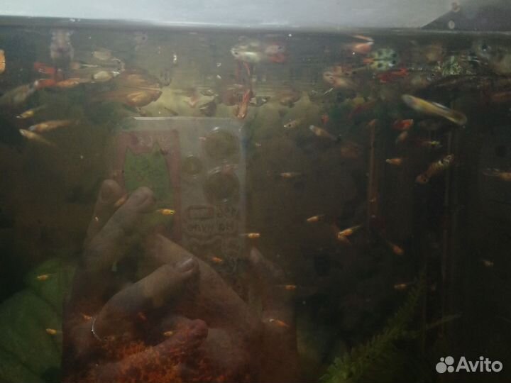 Гуппи рыба малек