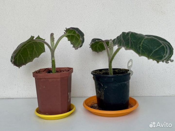 Наранхилла наранхилья укорененные черенки