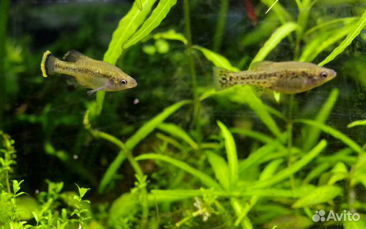 Амека, трофеус Мура 