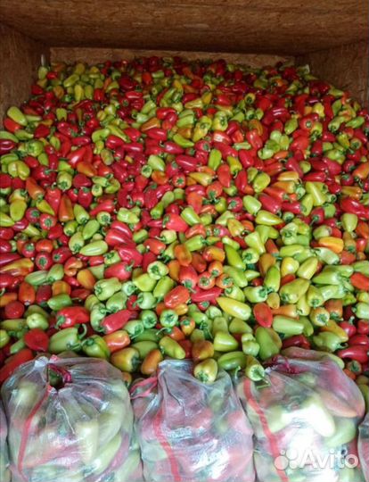 Семена Перец полет