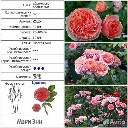 Розы Чайно-гибридные