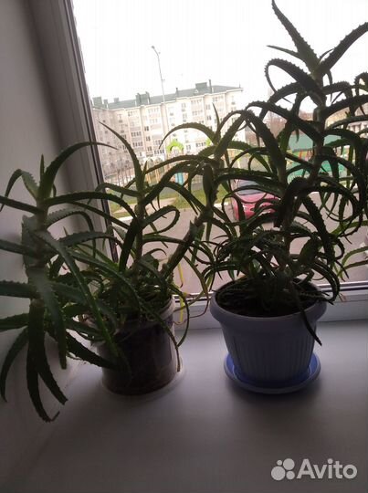 Алоэ лекарственный