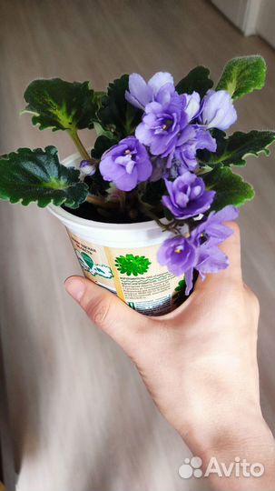 Сортовые фиалки