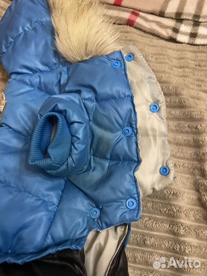 Одежда для собак