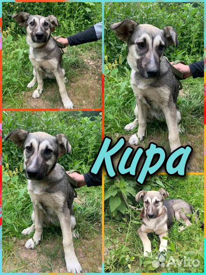 Собака в добрые руки