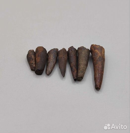 Зубы саблезубой рыбы Eutrichiurides / Окаменелости