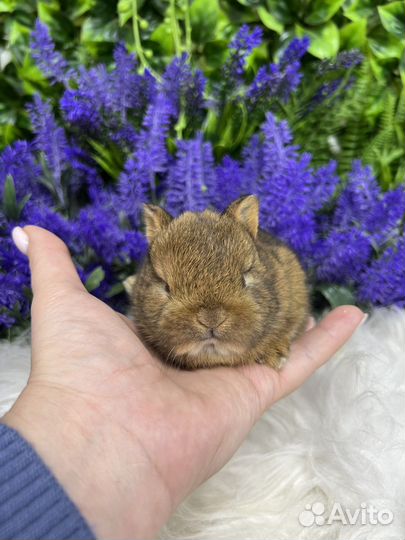 Кролик ищет маму заботливую