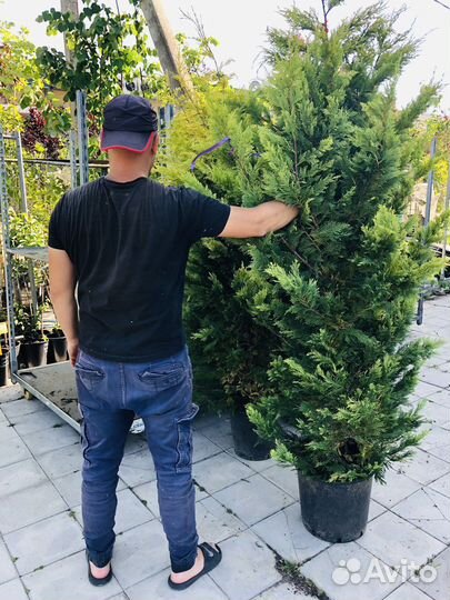 Кипарисовик(cupressocyparis) голд райдер,лейланди