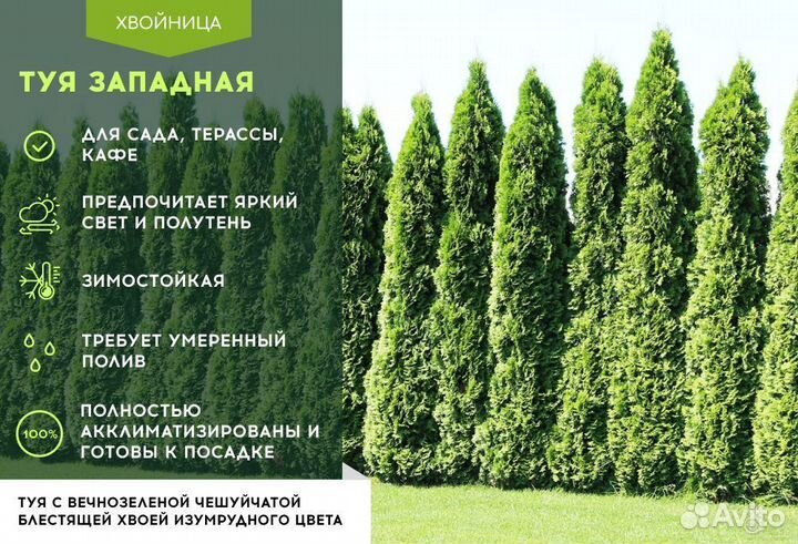 Туя Западная Колумна 1,2 м