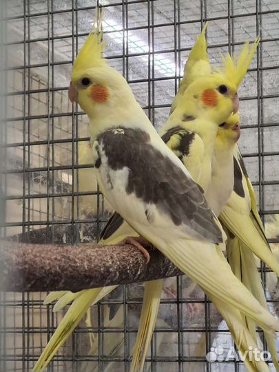 Попугай корелла