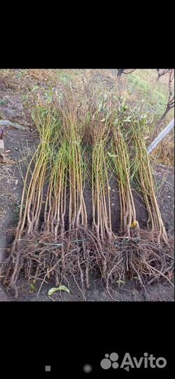 Саженцы персика