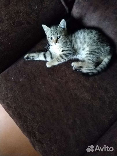 Кошка в дар бесплатно