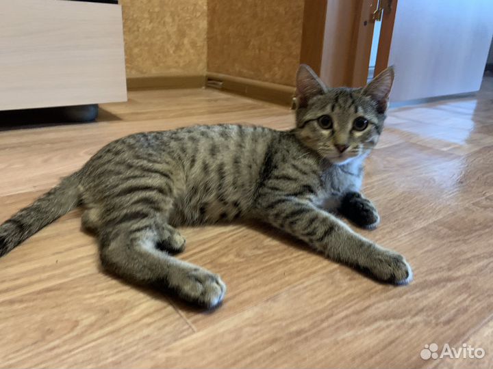Бесплатный котенок