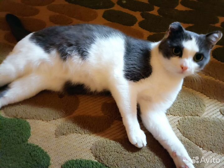 Очень ласковая кошка