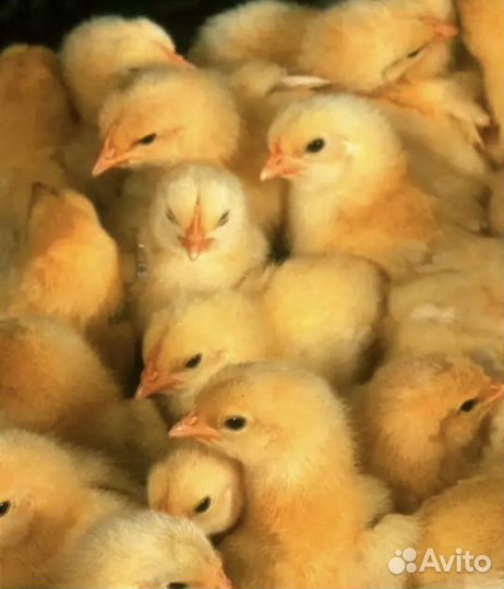 Цыплята