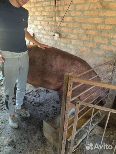 Хряк на племя