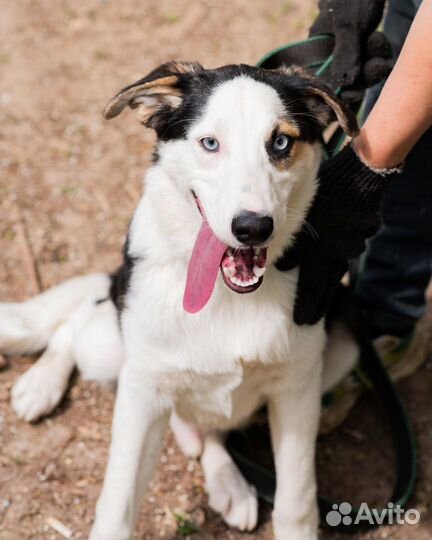 Щенок- подросток в хорошие руки