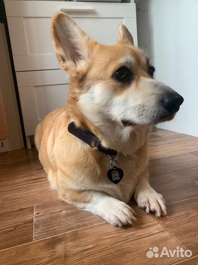 Адресник на ошейник брелок