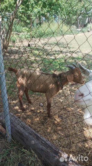 Нубийский козел на племя