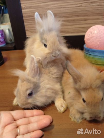 Декоративные кролики