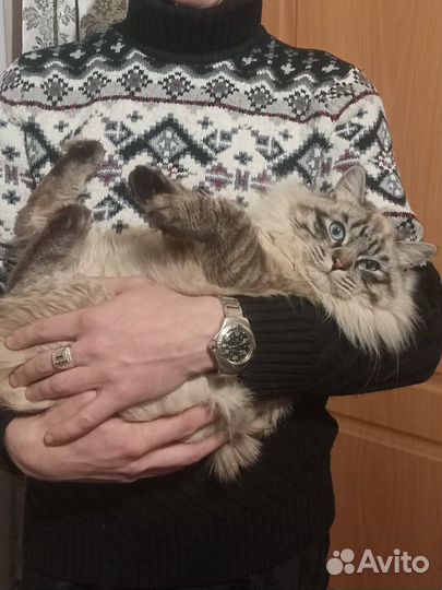 Невская маскарадная