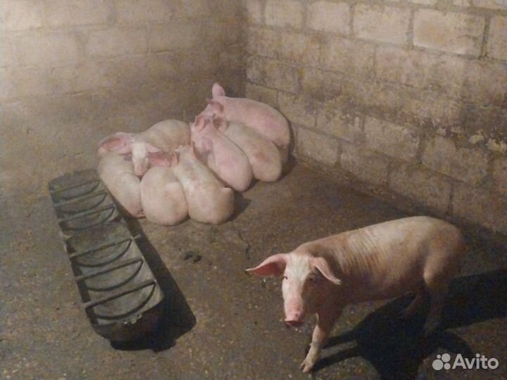 Поросята породы ландрас