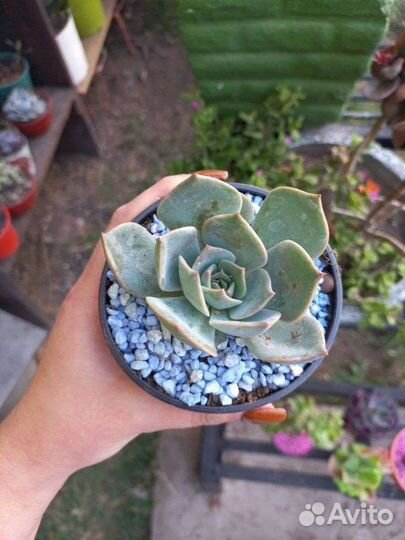 Камушки для цветов