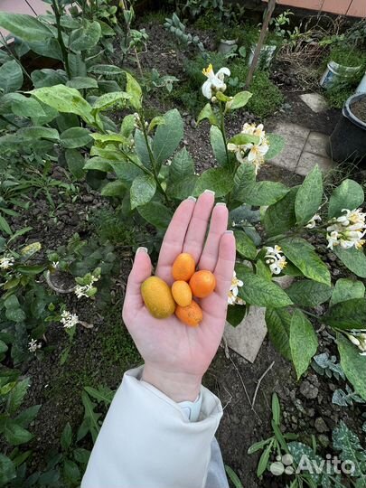 Саженцы кумквата