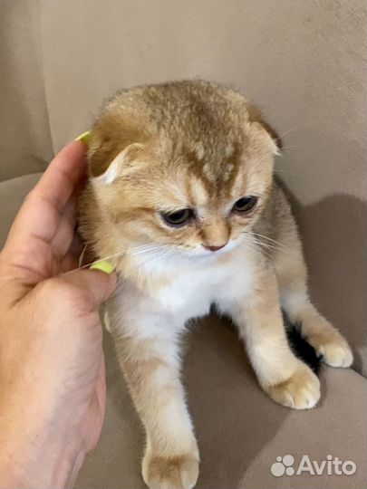 Шотландская вислоухая шиншилла