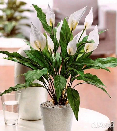 Спатифиллум(женское счастье)королевский