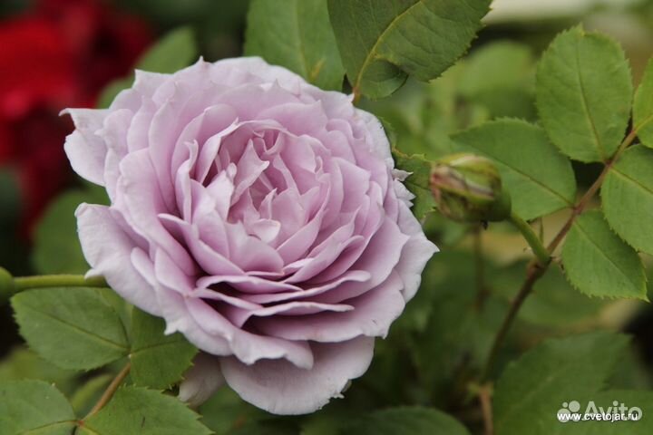 Розы садовые 