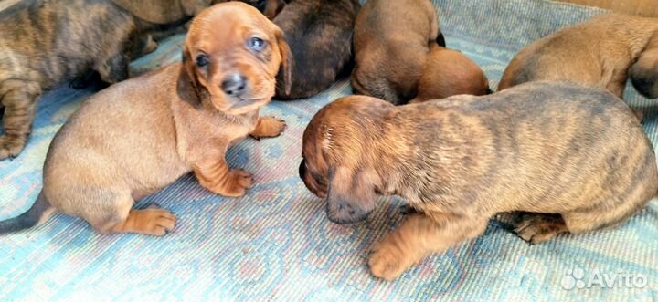 Щенки таксы