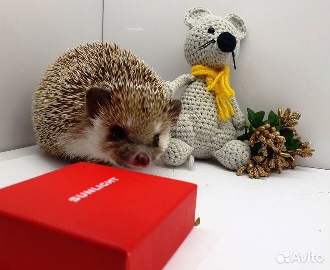 Африканский карликовый еж