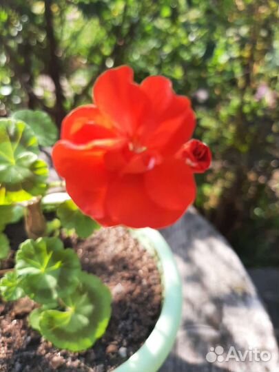 Герань пеларгония цветущее растение