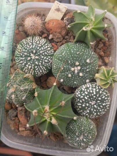 Кактус, астрофитум кабуто, астериас гибрид