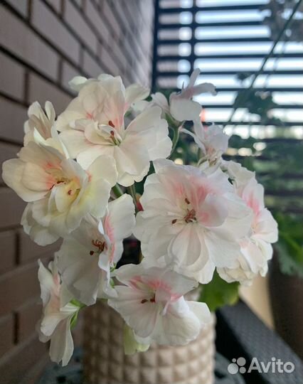 Пеларгония герань