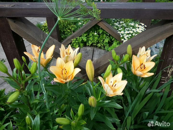 Садовые цветы