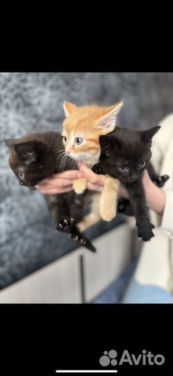 Котята