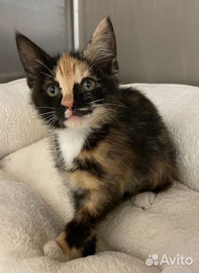 Котята с пестрым окрасом, малыши черепашки в дар