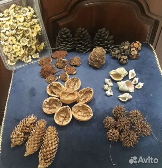 Сухоцветы для поделок