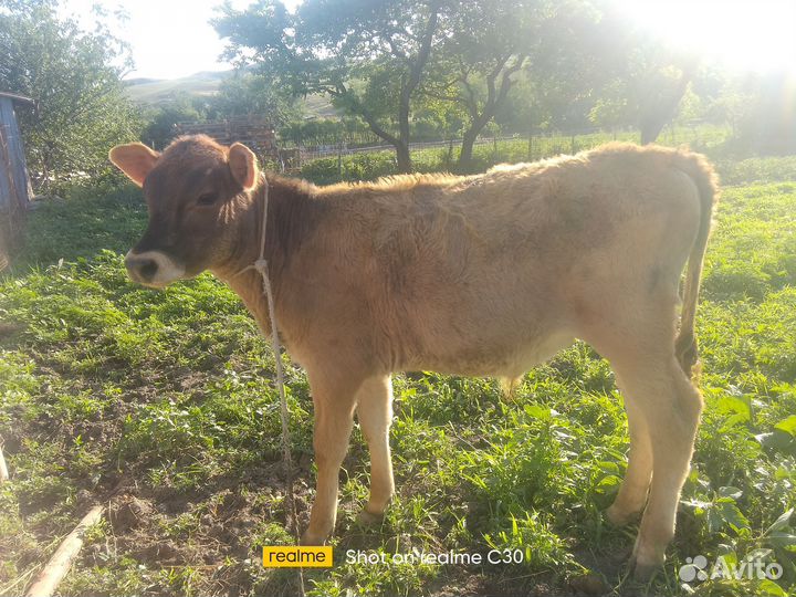 Бычки телята 4-5 мес