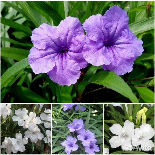 Баухиния,Руэлия,Хлопчатник,Каликант семена